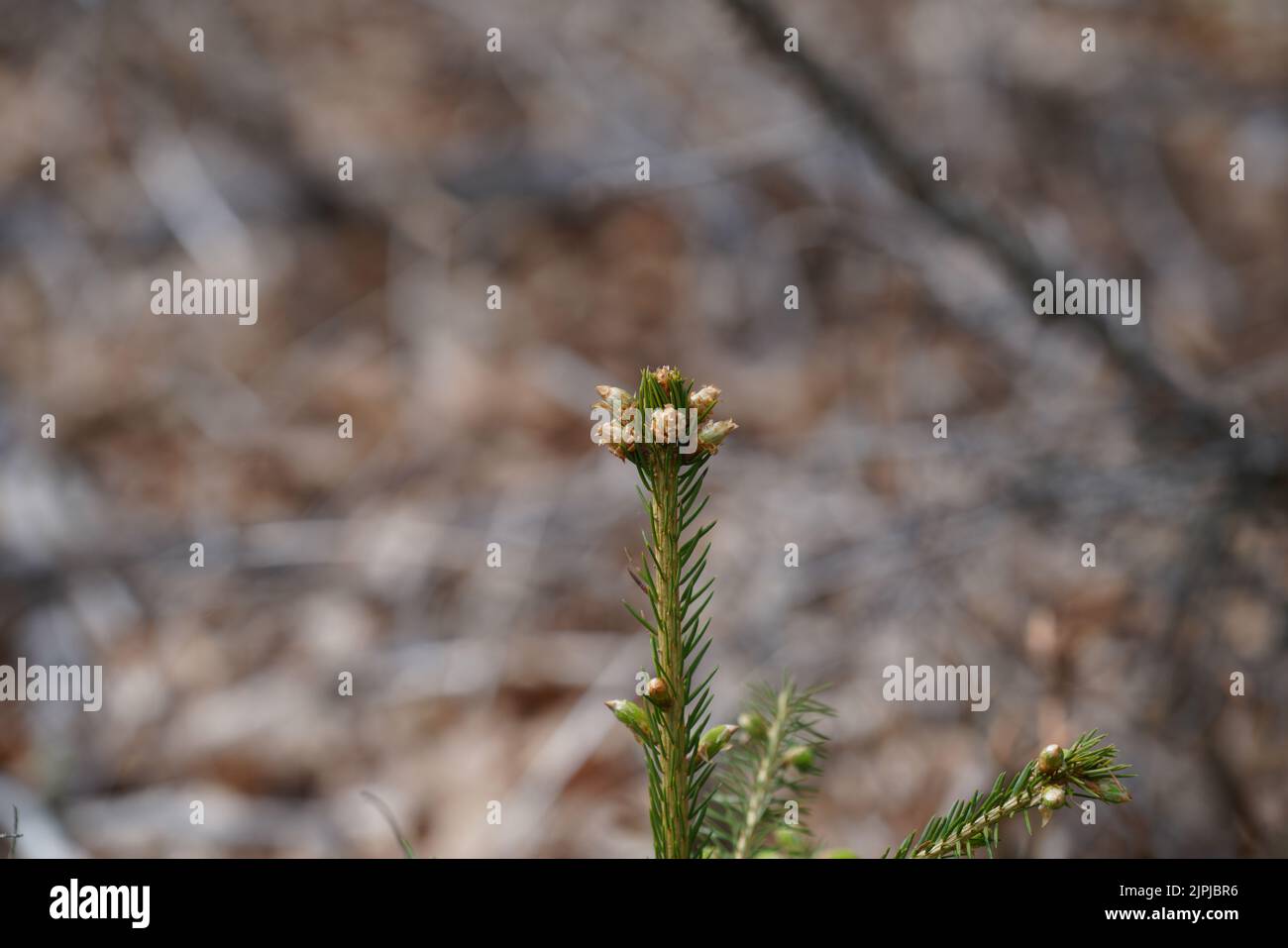 A selective focus shot of a Huperzia selago plant Stock Photo