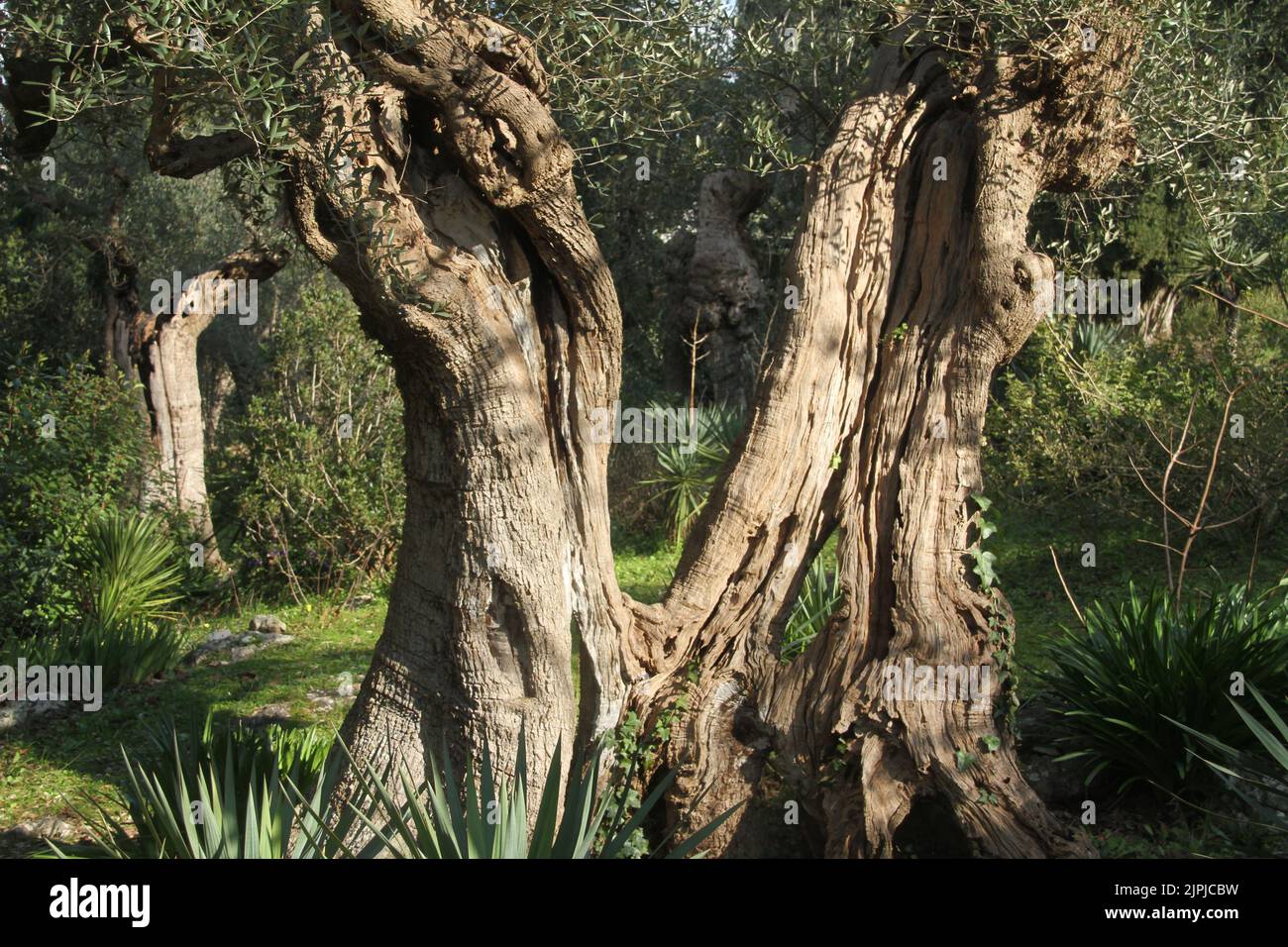 Split tree trunk hires stock photography and images Alamy