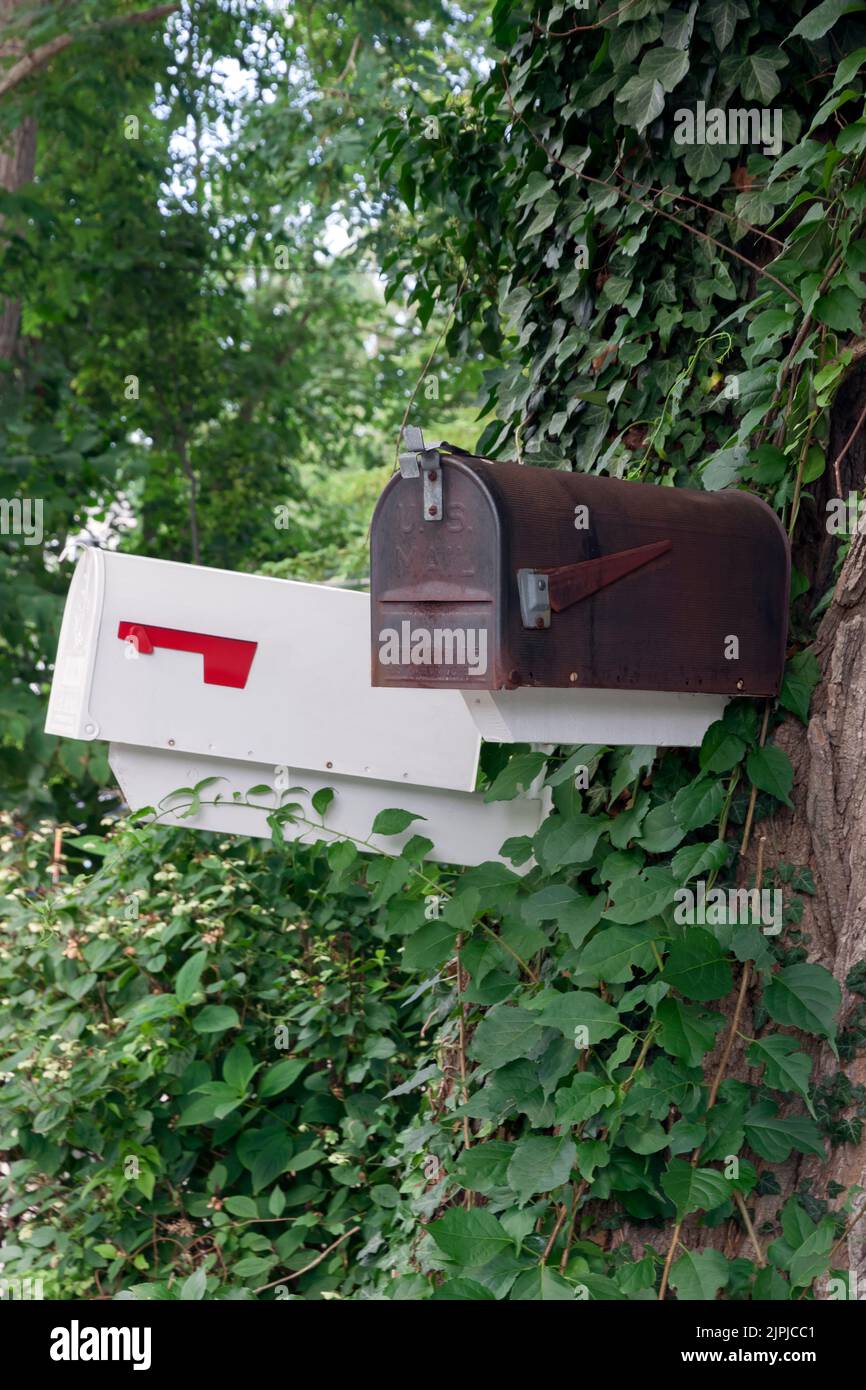 Mailboxes on a tree covered with ivy on Cape Cod Massachusetts, USA. Stock Photo