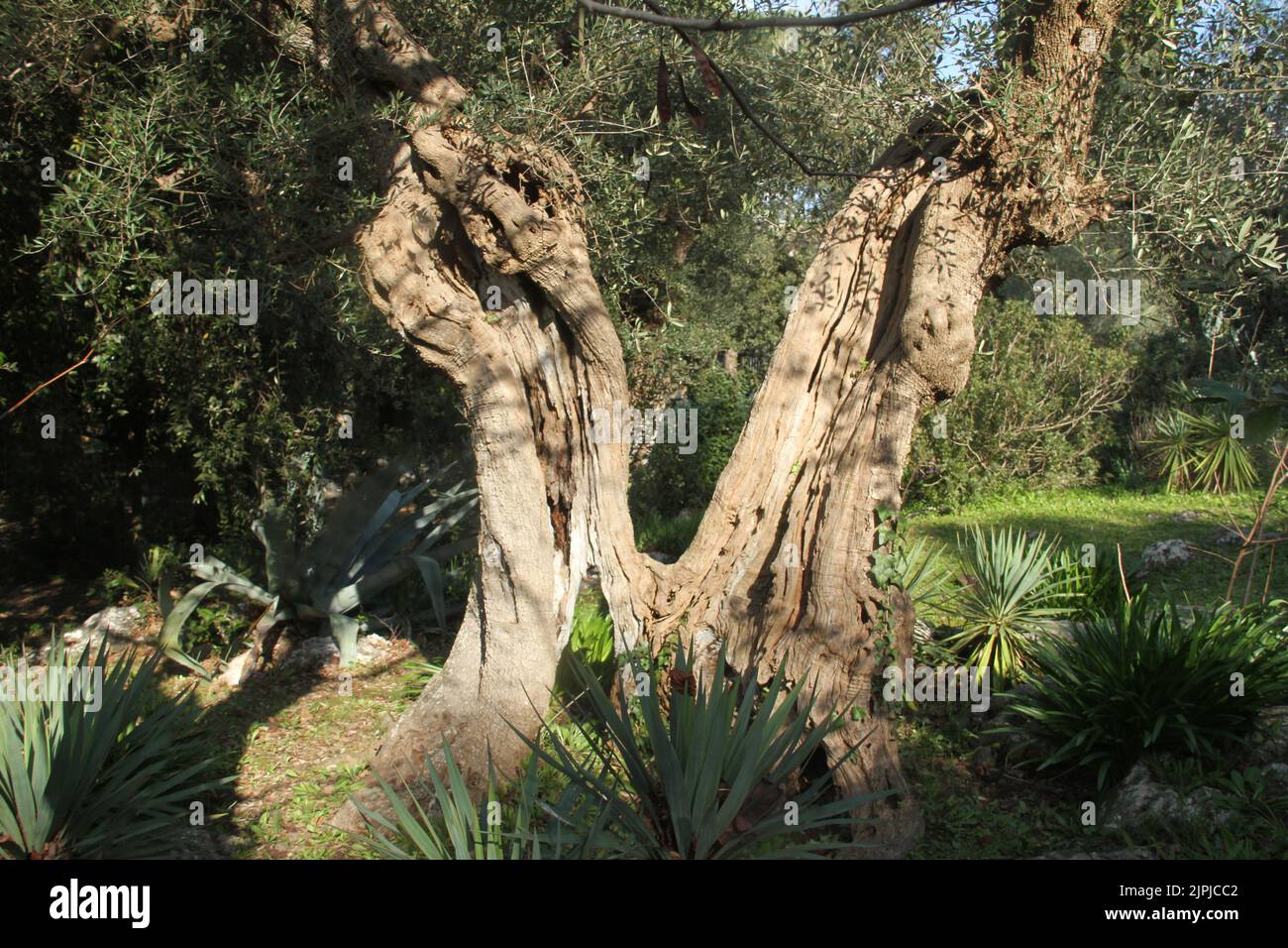 Split tree trunk hires stock photography and images Alamy