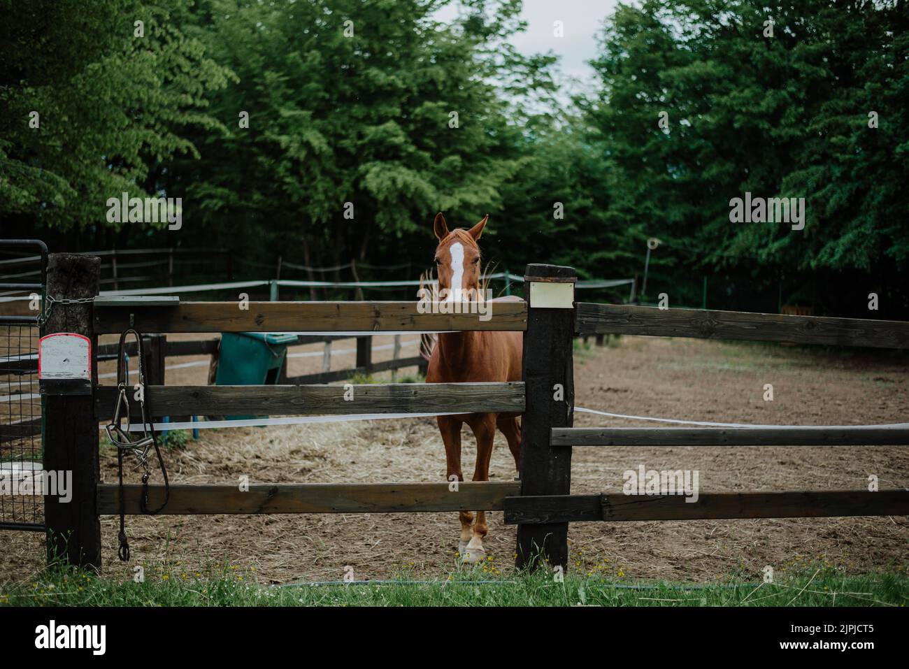 Pretty Paddock A beautiful brown horse in the paddock Stock Photo - Alamy