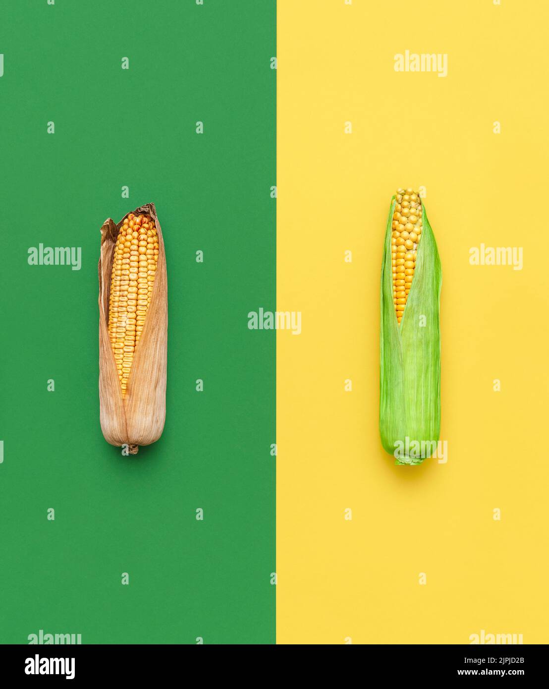 maize cob, comparison, corn on the cobs, compare, comparisons Stock