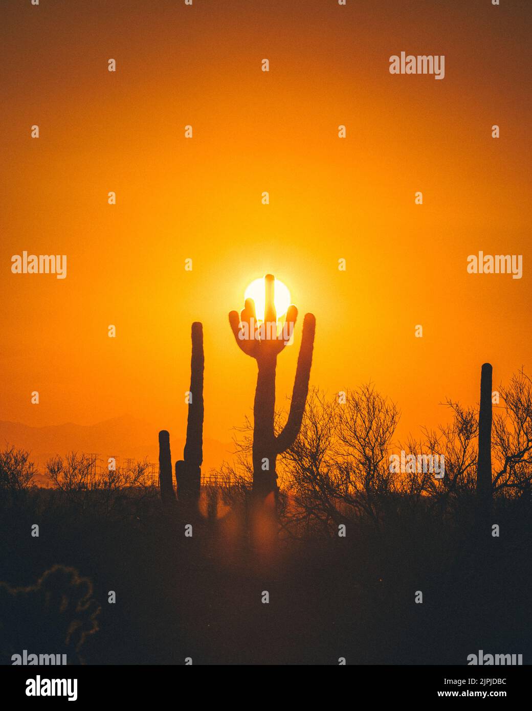 Cactus silhouettes in the Arizona mountains Stock Photo - Alamy