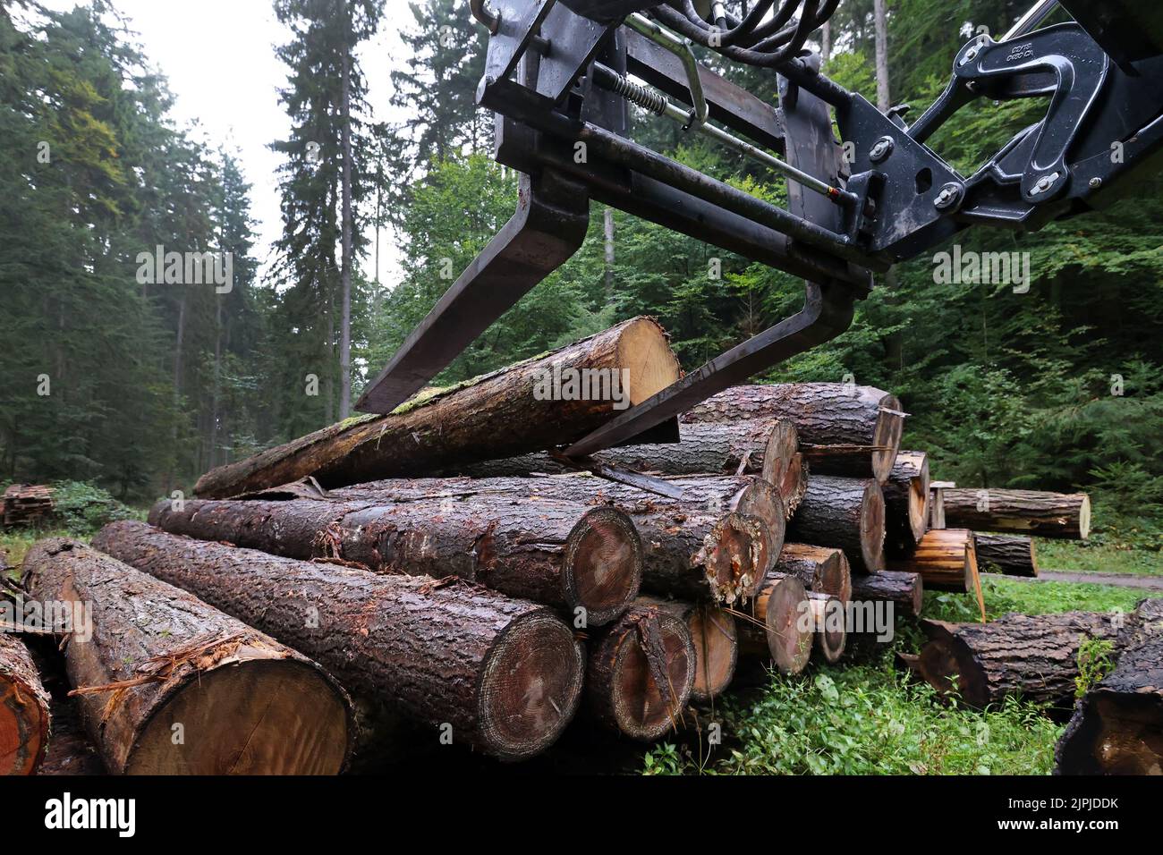 wood pile, forestry, wood, timber, wood piles, forestries, woodland