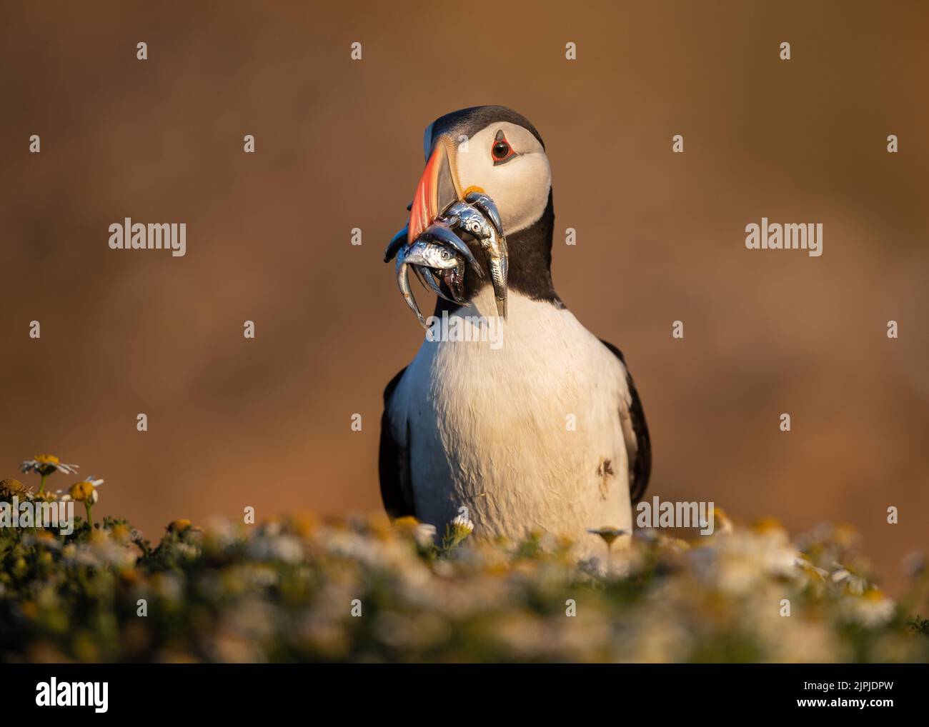 Portrait of an Atlantic Puffin in among foliage, holding a catch of sand eels in its beak, Skomer Island, Wales, UK. Stock Photo
