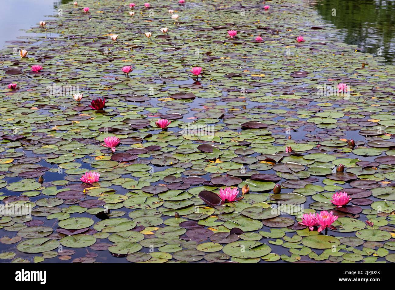 lake, water lily, seerosengewächs, lakes, water lilies, waterlilie, waterlilies Stock Photo