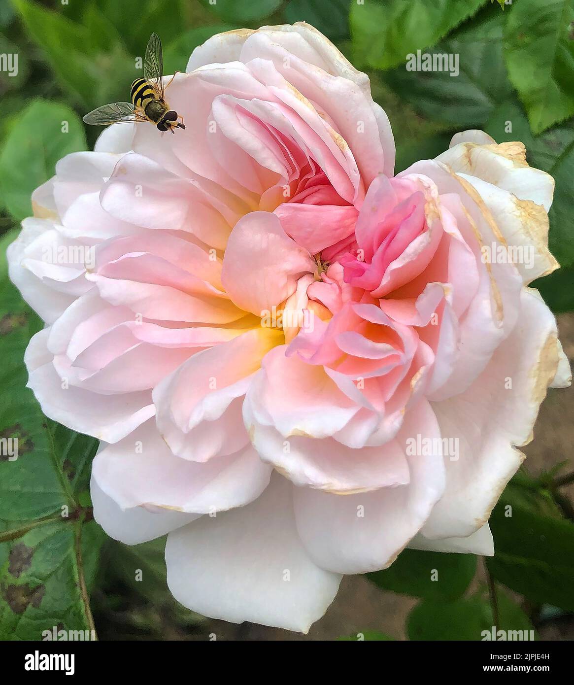 Rosa Elizabeth with hover wasp. Stock Photo