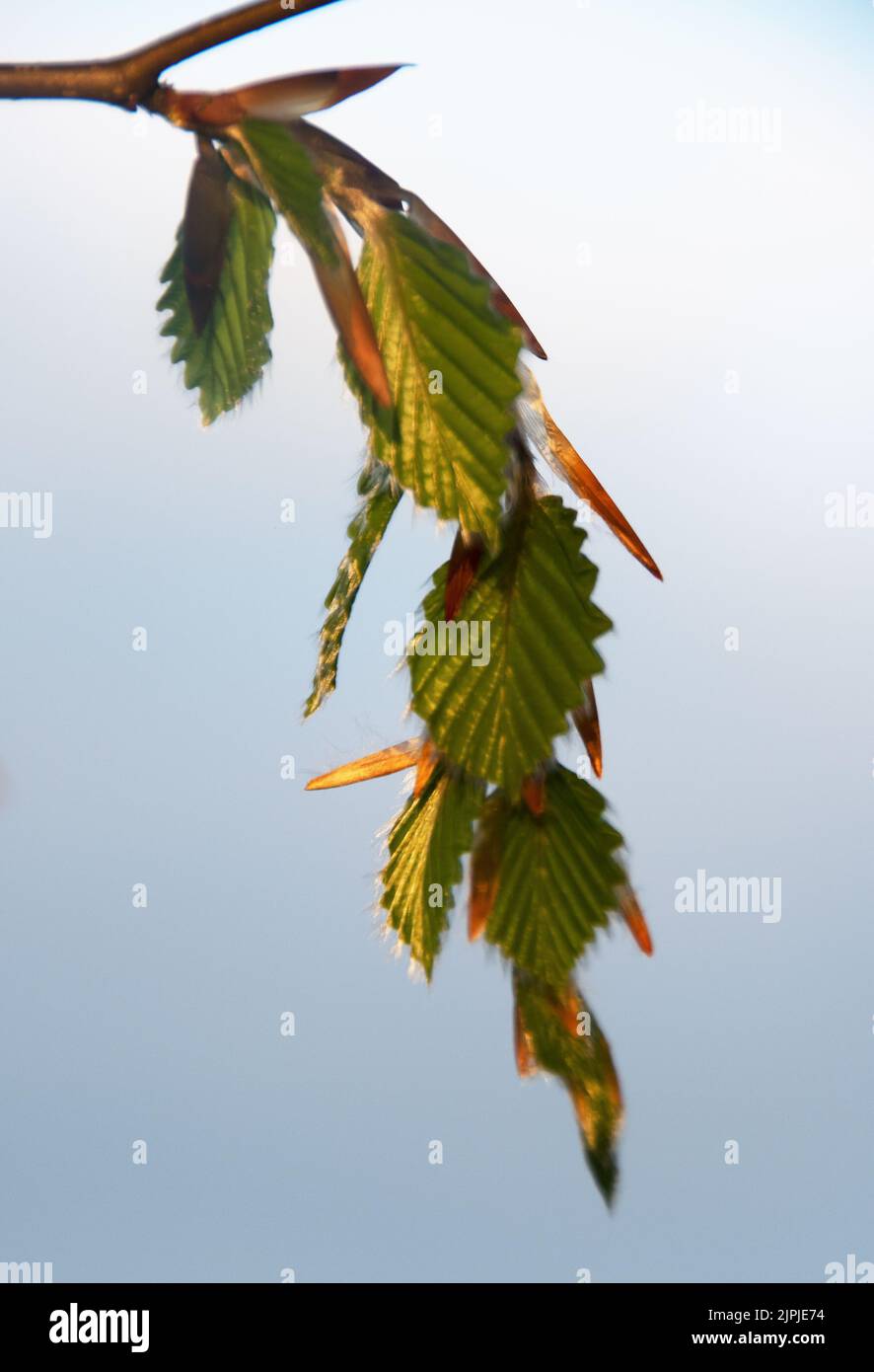 A spray of young beech leaves Stock Photo