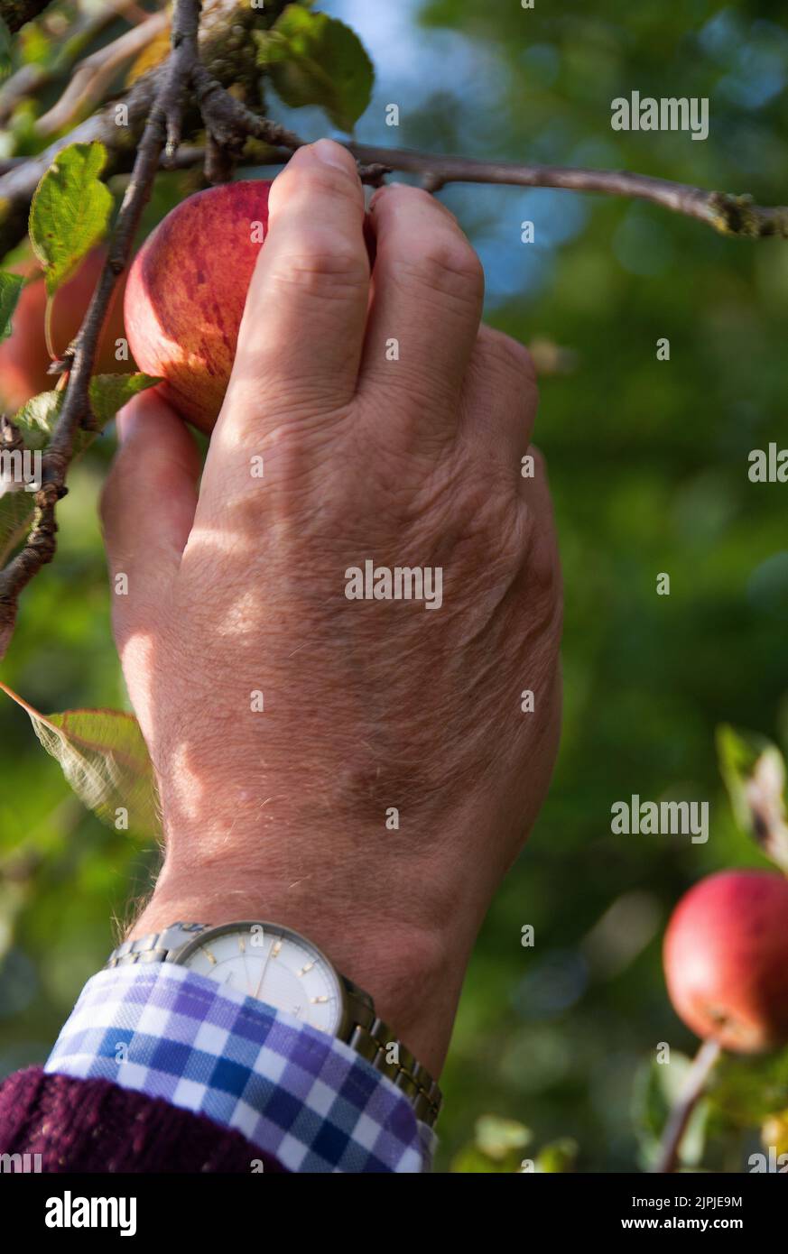 Picking a Cox's Orange Pippin apple in an old orchard Stock Photo