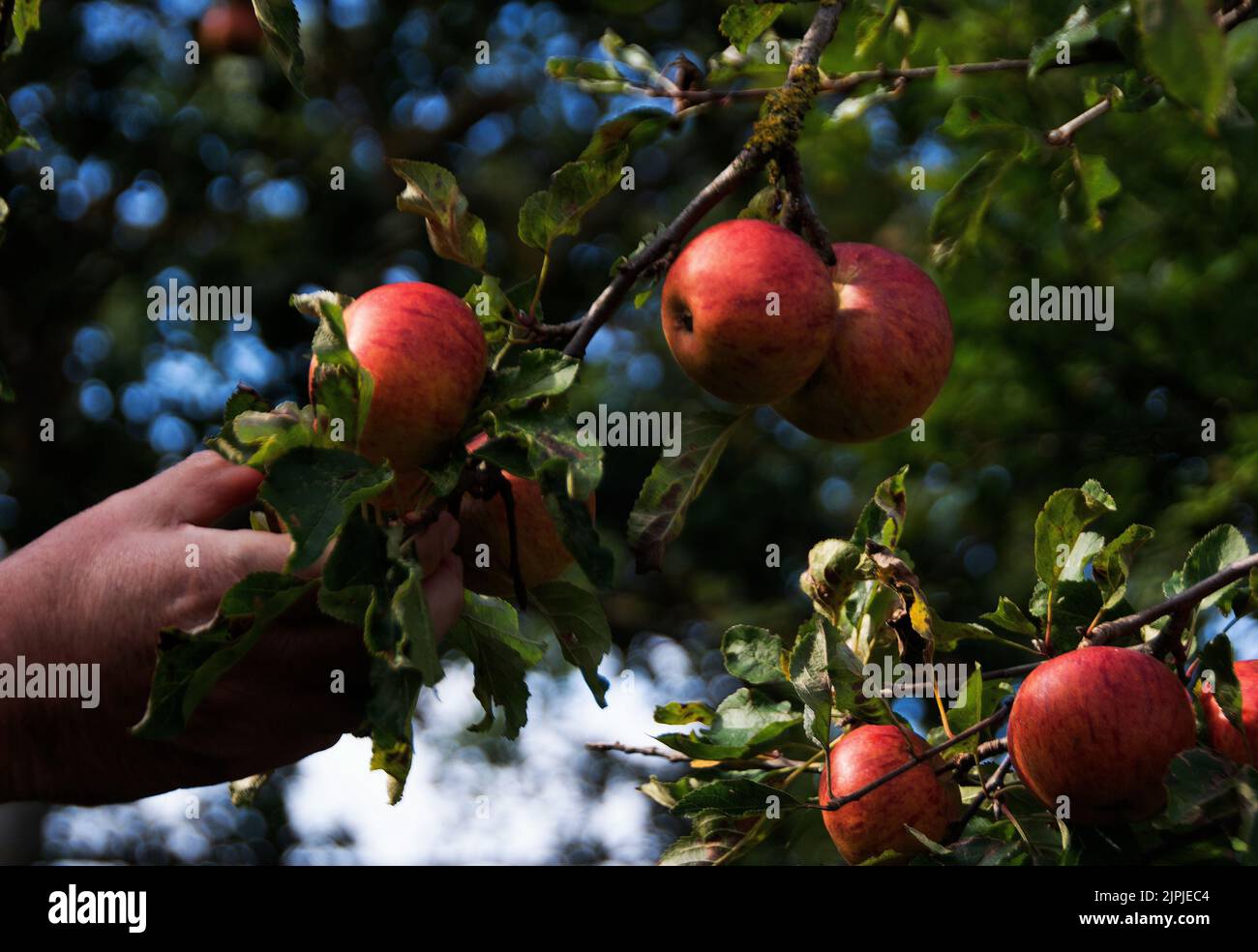 Picking a Cox's Orange Pippin apple in an old orchard Stock Photo
