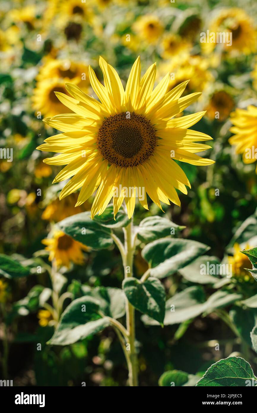 sunflower closeup Stock Photo