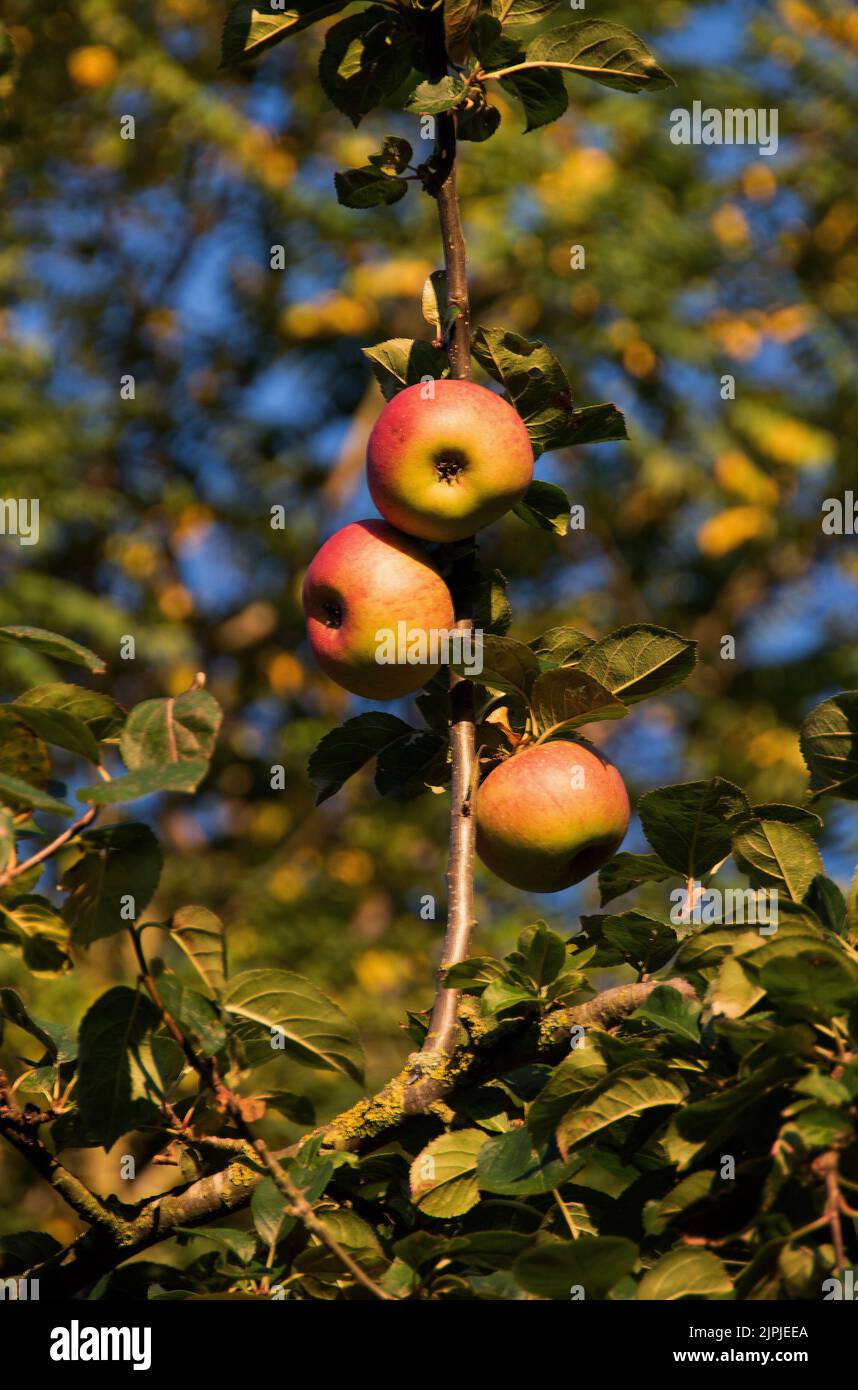 Ripe  Cox's Orange Pippin apples in early morning sunshine. Stock Photo