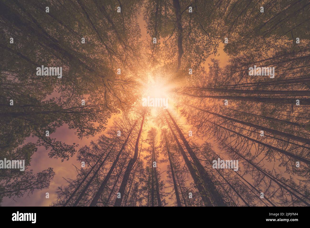sunrise, sunset, forest, sunbeams, treetop, sun rises, sunrises ...