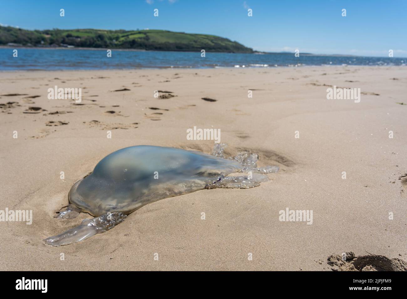 beach, jellyfish, beaches, seaside, jellyfishs Stock Photo