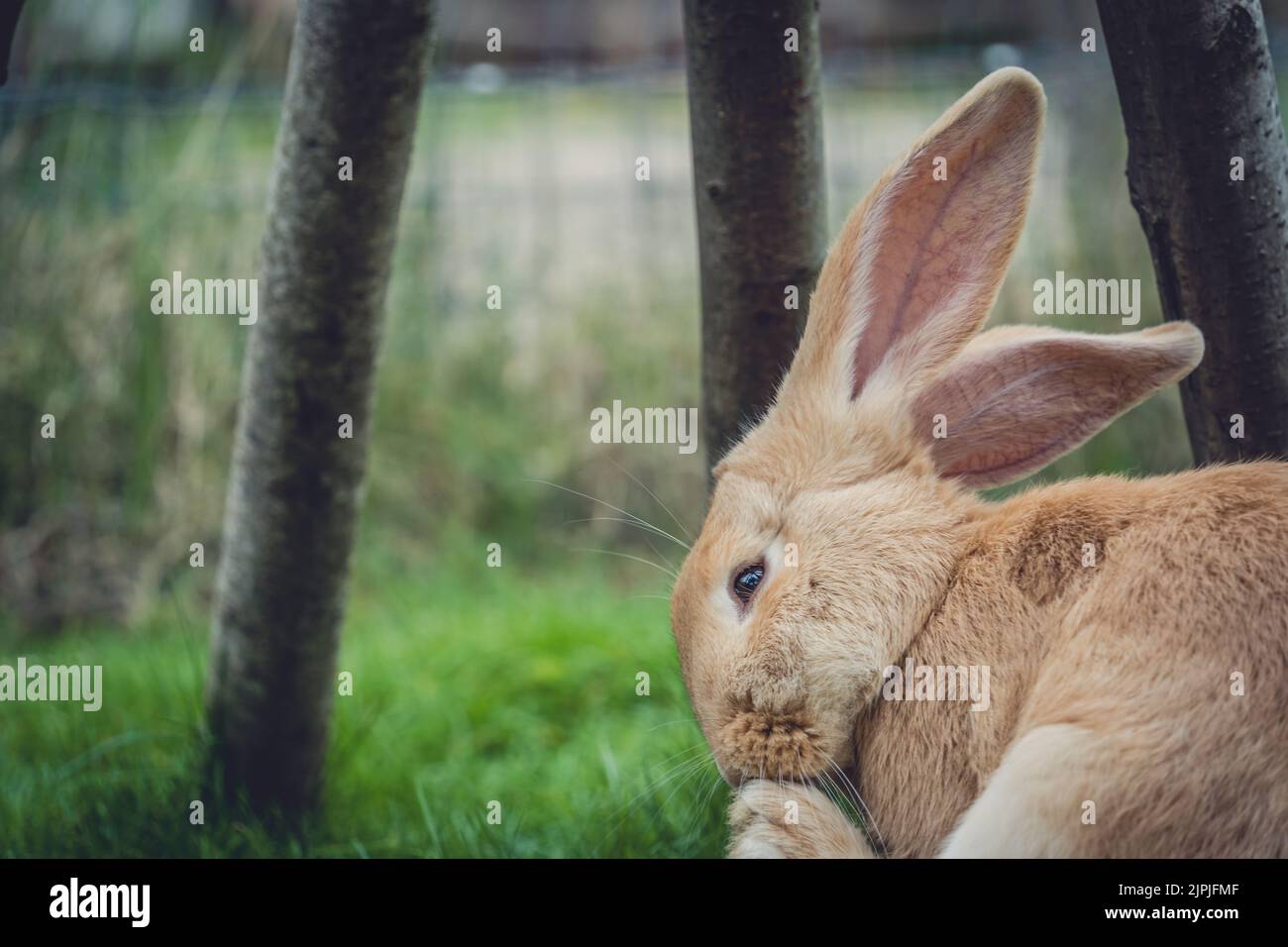 rabbit, cuddly, rabbits, cuddlies Stock Photo Alamy