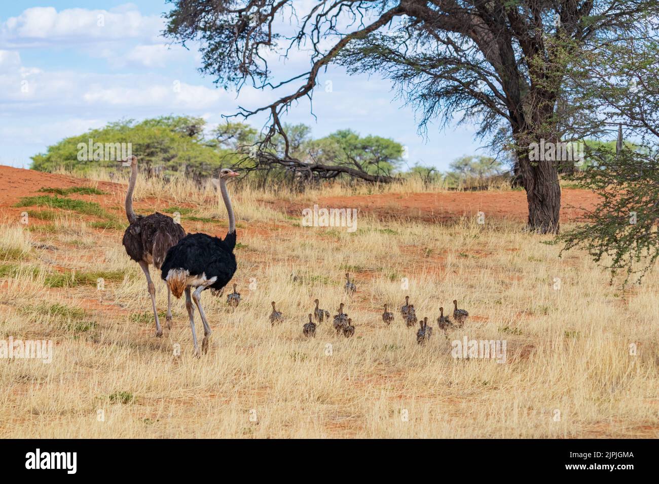family, ostrich, young animal, families, ostrichs, young animals Stock