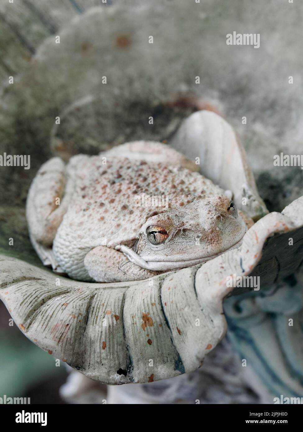 Grey anaxyrus fowleri or Fowler's toad found resting in a small garden fountain feature in central Alabama, USA. Stock Photo