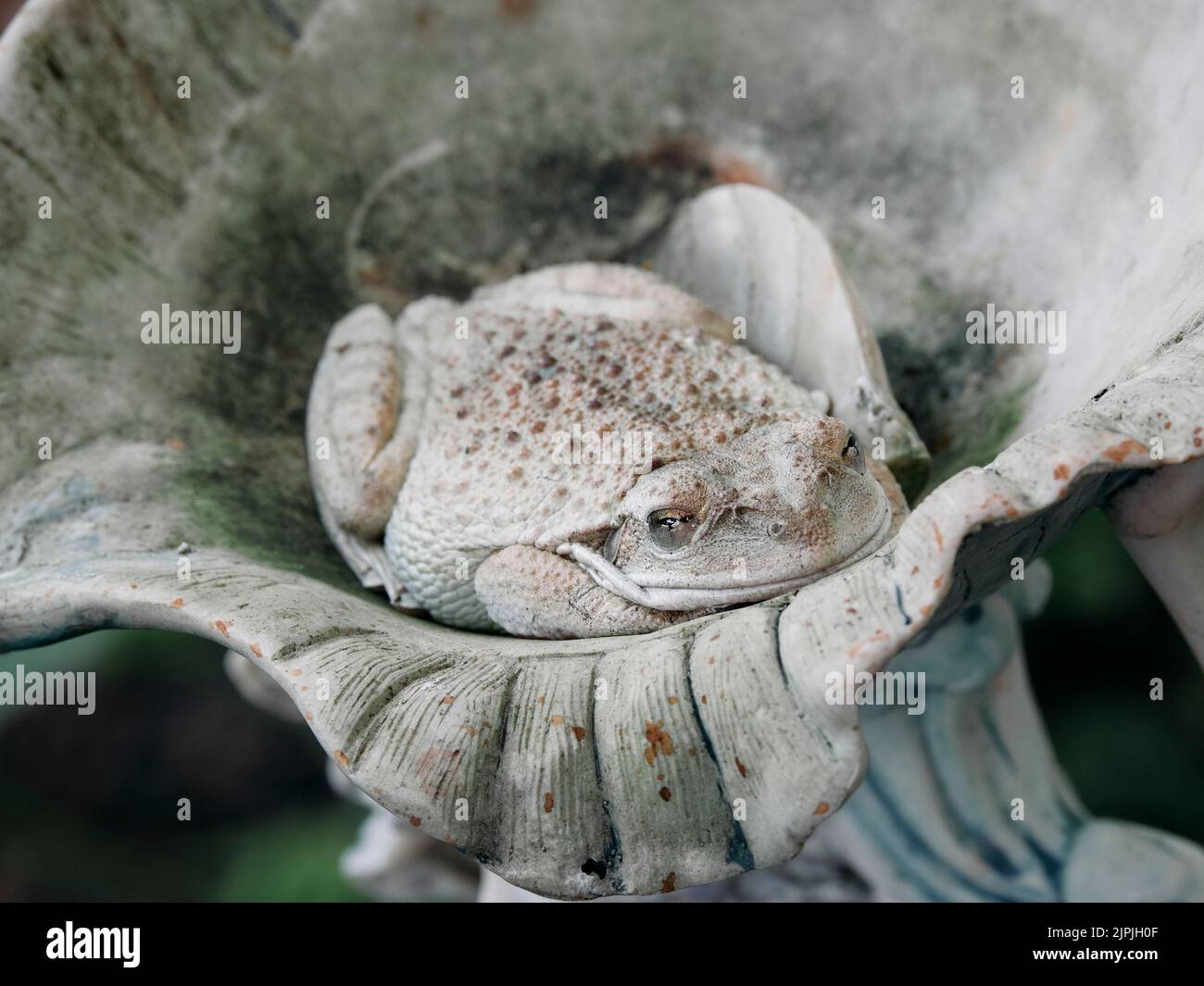 Grey anaxyrus fowleri or Fowler's toad found resting in a small garden fountain feature in central Alabama, USA. Stock Photo