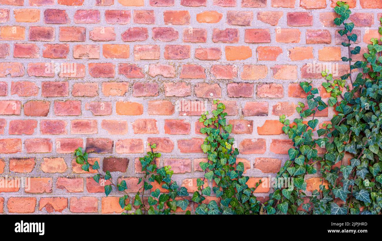 ivy, brick wall, ivies, brick walls Stock Photo Alamy