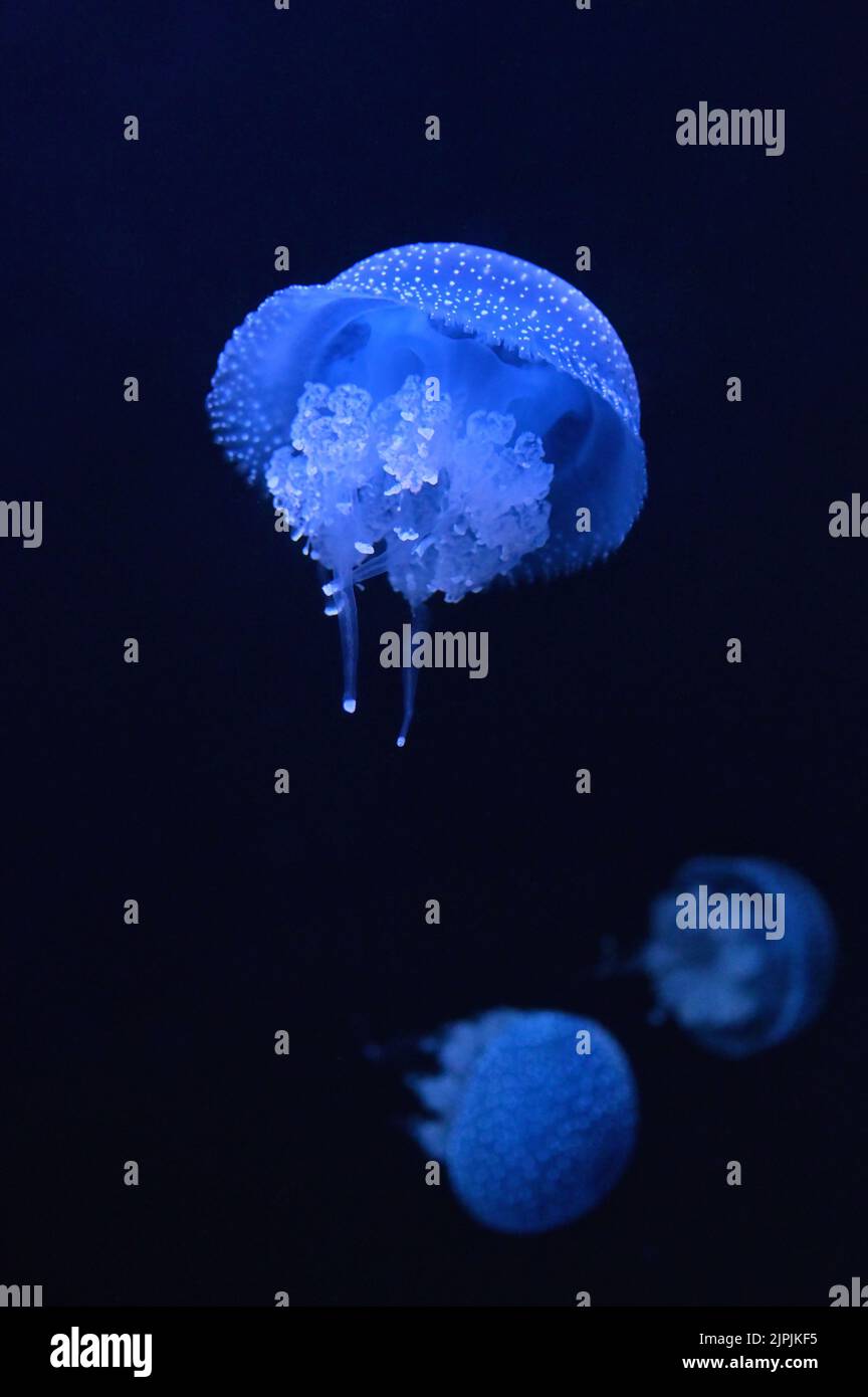 floating bell, australian spotted jellyfish, brown jellyfish, white-spotted jellyfish Stock Photo