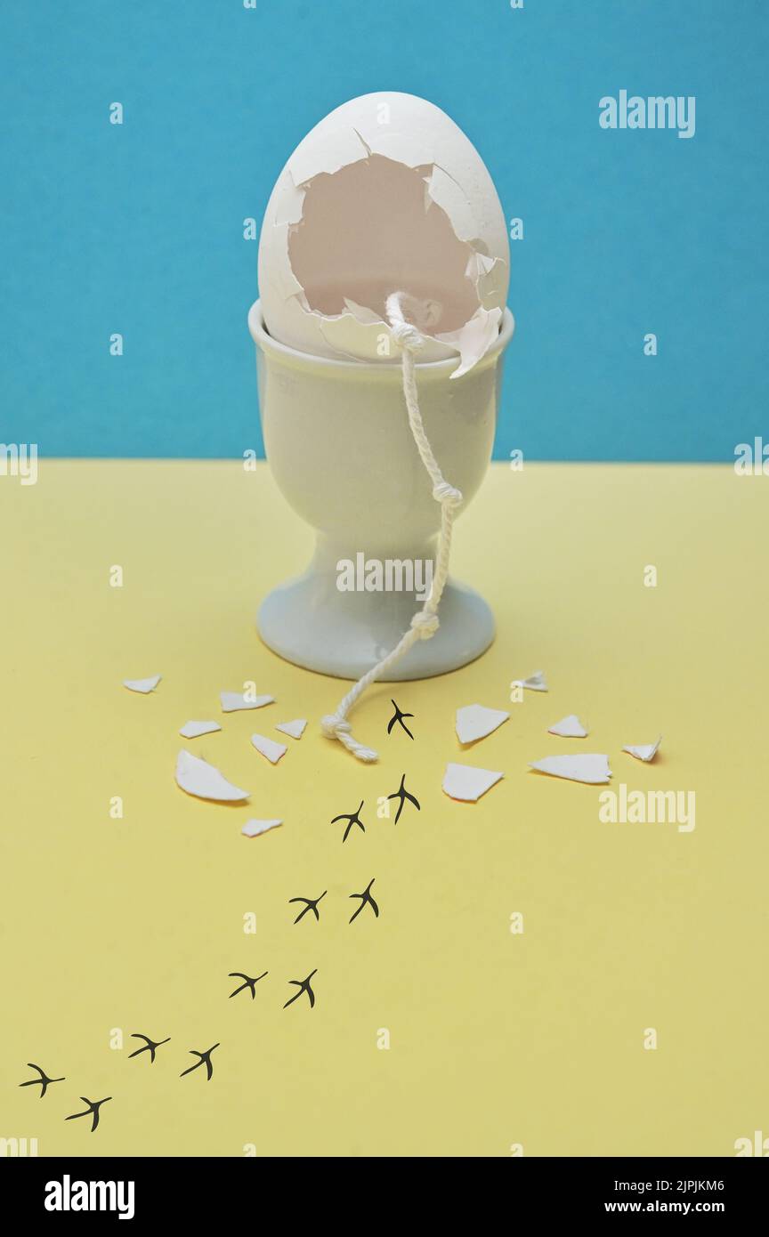 chicks, boiled egg, geflüchtet, baby chicken, baby duck, chicken baby