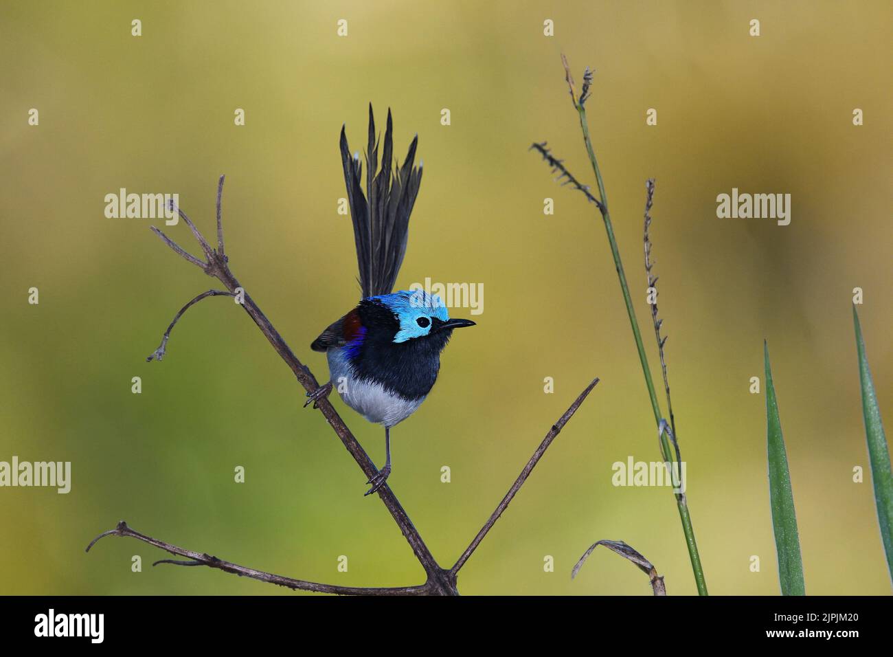 An Australian male Variegated Fairy-wren -Malurus lamberti, Nominate race- bird perched on a stem of tall grass surveying his territory Stock Photo
