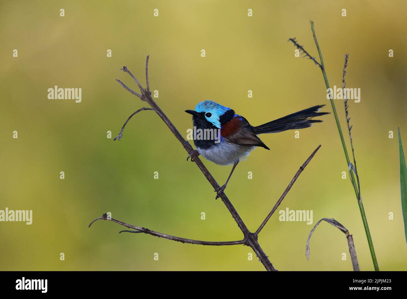 An Australian male Variegated Fairy-wren -Malurus lamberti, Nominate race- bird perched on a stem of tall grass surveying his territory Stock Photo