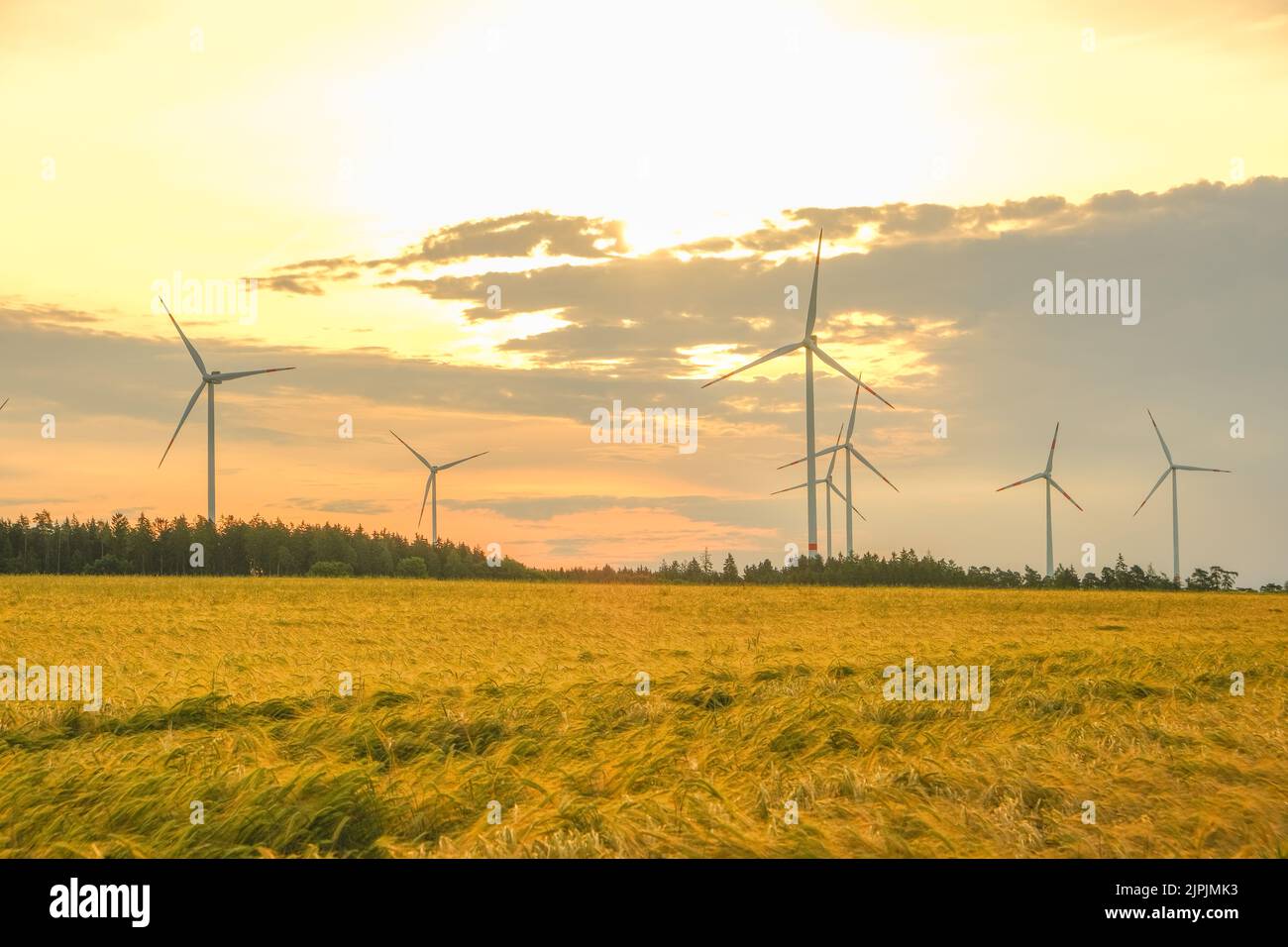 Ripe wheat and windmills.R Alternative energy sources.Environmentally friendly natural energy source. Natural eco energy. Stock Photo