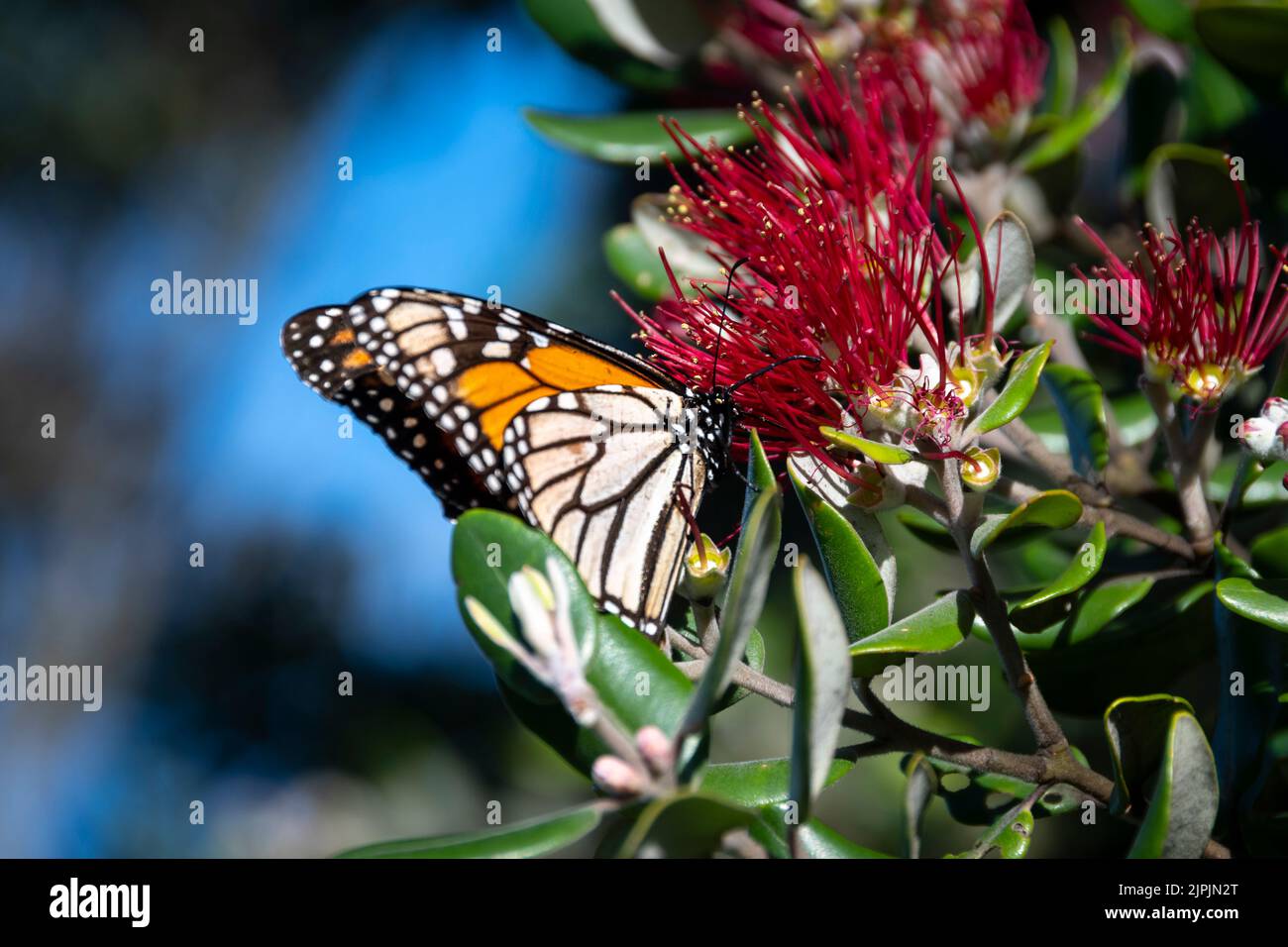 Monarch butterfly on flowering Pohutukawa tree, Porirua, Wellington, North Island, New Zealand Stock Photo