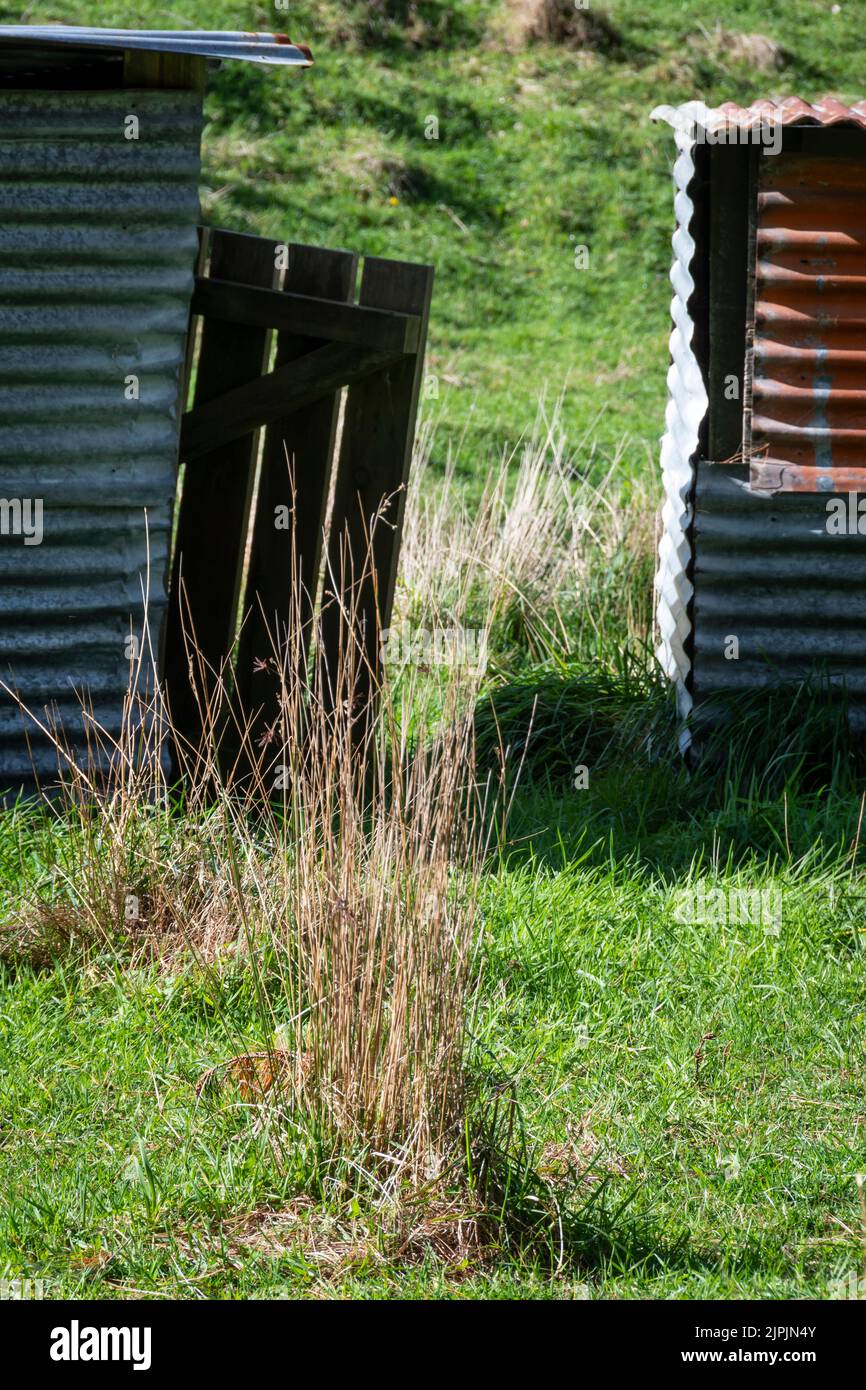 Corrugated iron farm sheds, Otaki Kapiti District, North Island