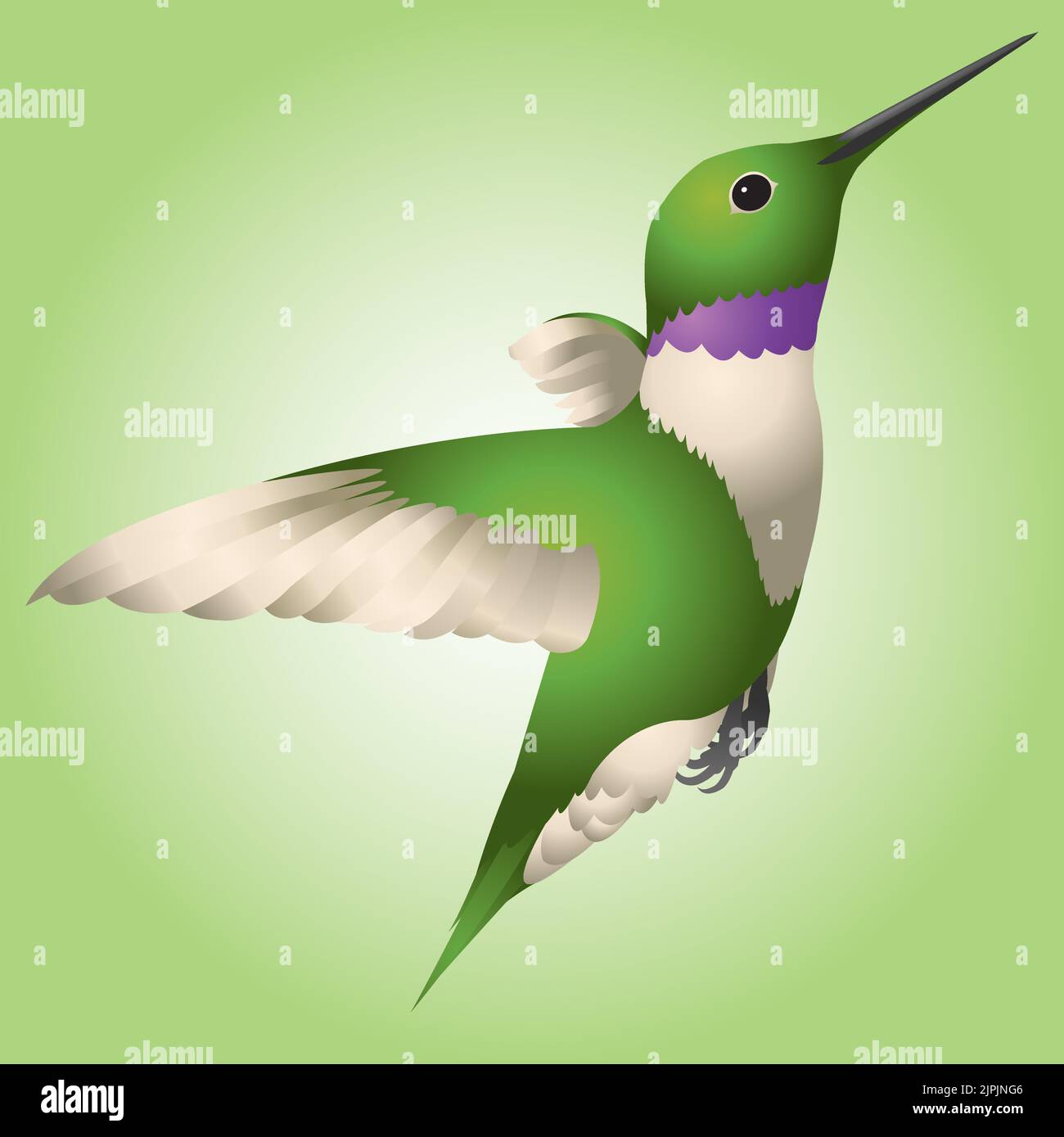 A graphic illustration of a green hummingbird in flight. Stock Vector