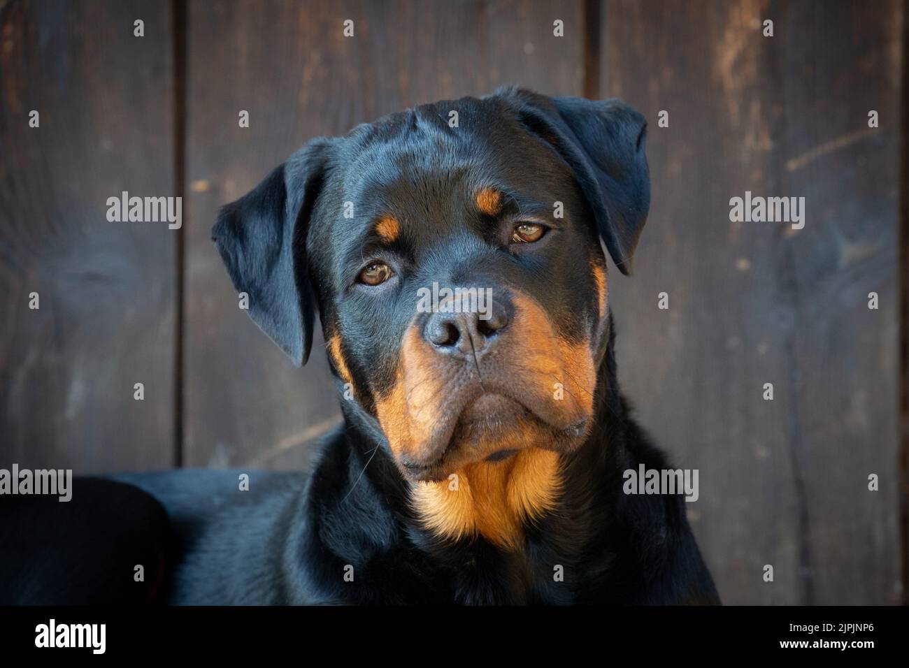 Rottweiler 1 an hi-res stock photography and images - Alamy