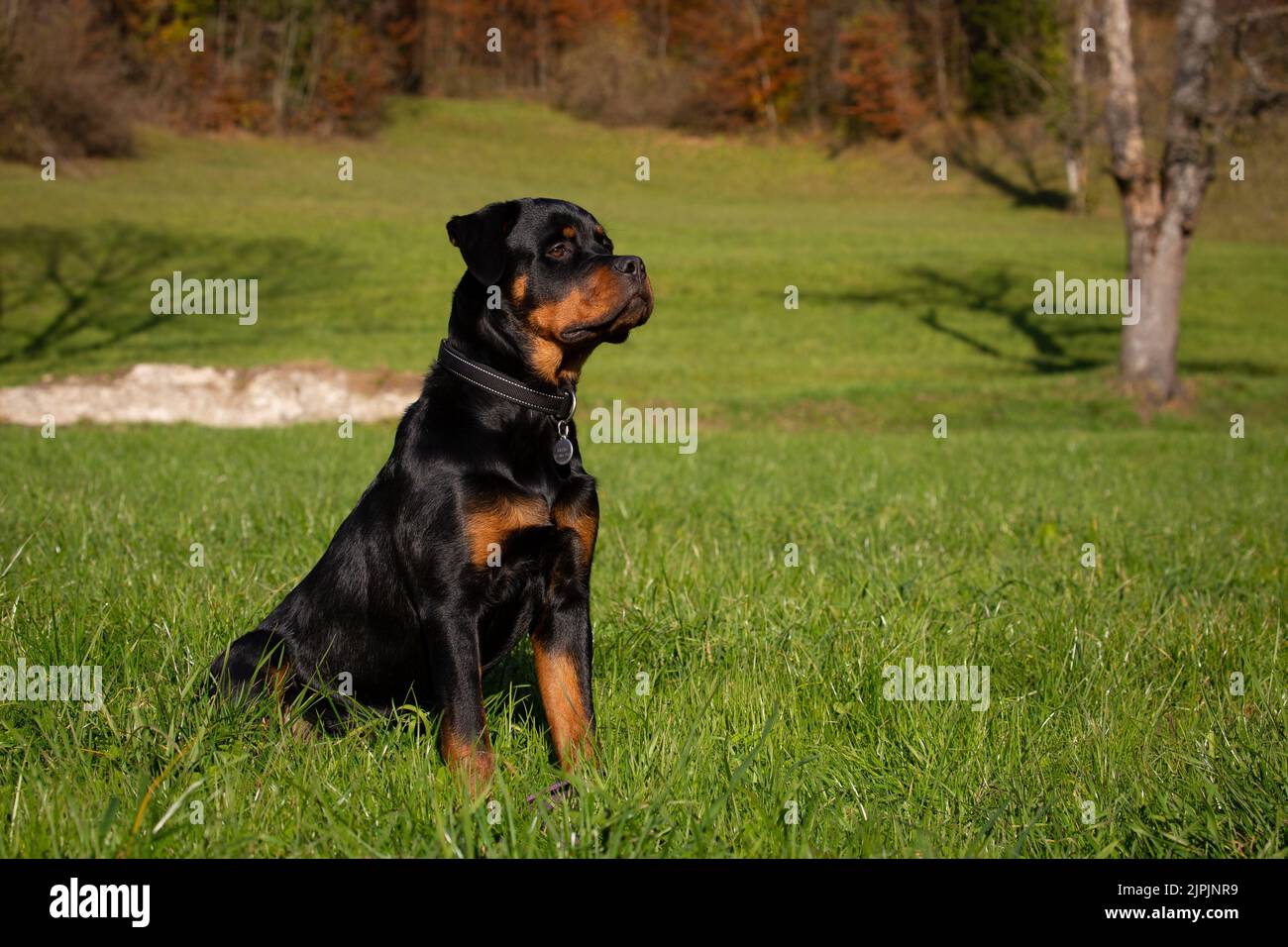 Rottweiler 1 an hi-res stock photography and images - Alamy