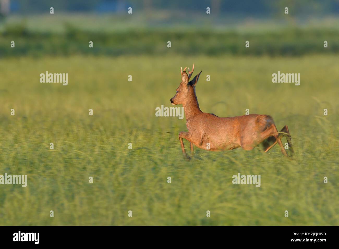 jump, deer, hirsche, jumper, jumping, jumps, deers, roe deer, stag