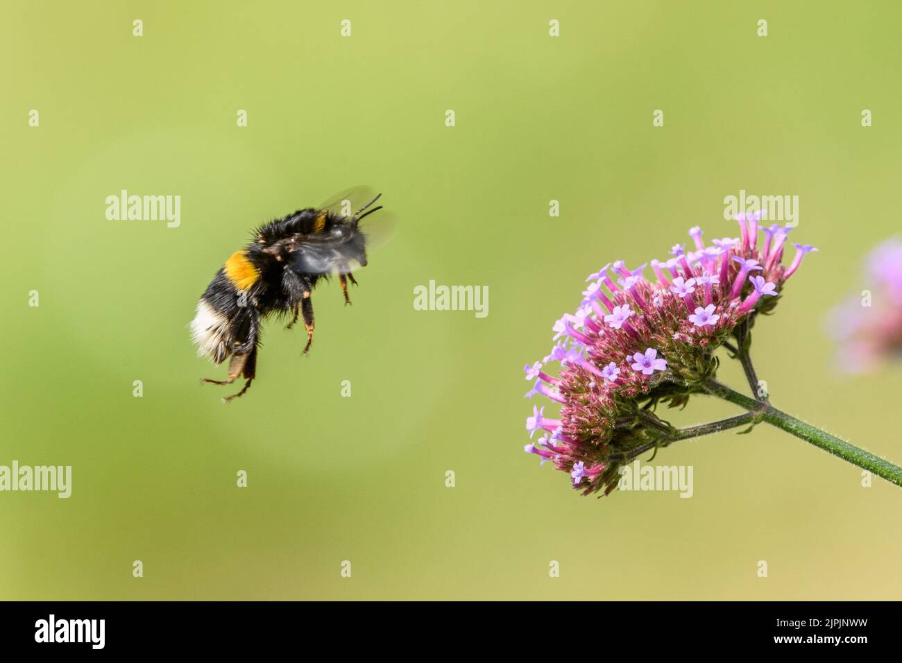 bee, echtes eisenkraut, verbena officinalis, bees Stock Photo