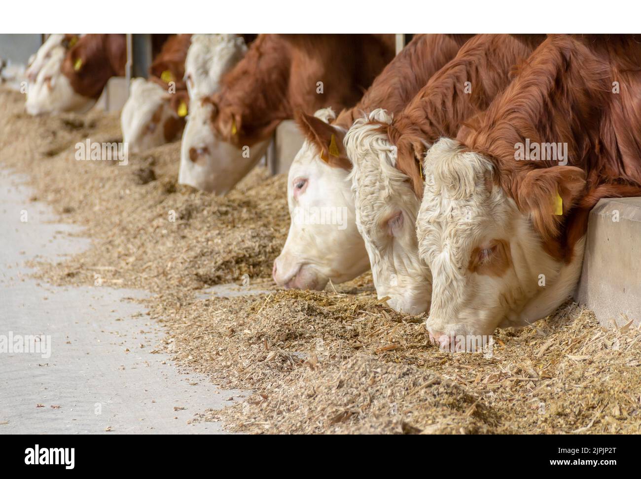livestock, feeding, animal feed, cow shed, livestocks, feed, feedings