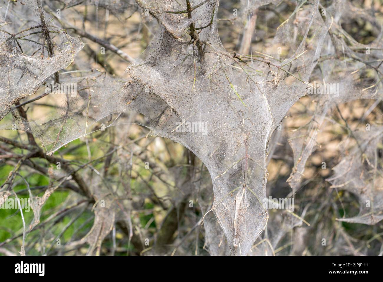 infestation, ermine moth, spider web, infestations, ermine moths, spider webs Stock Photo Alamy