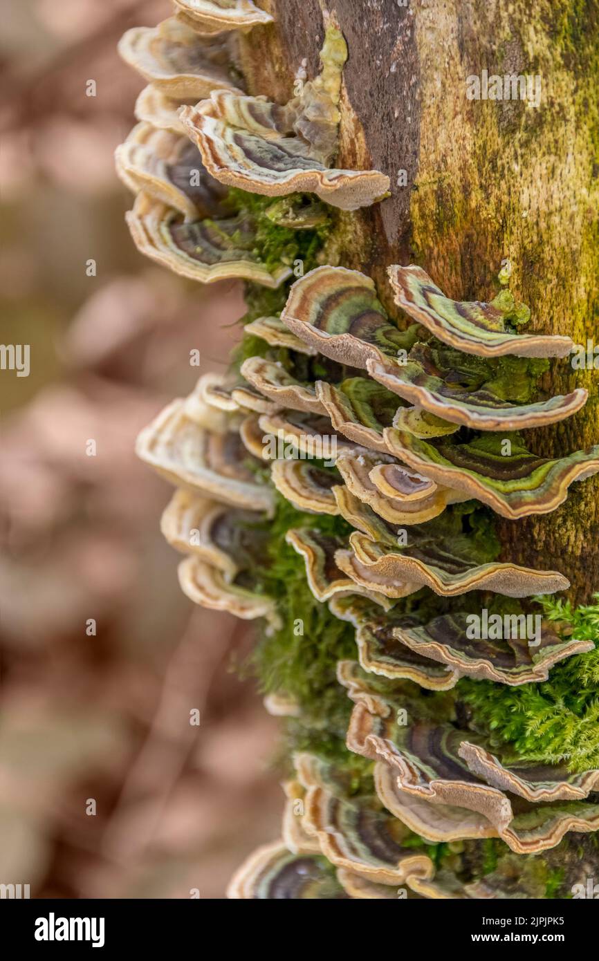 tree fungus Stock Photo