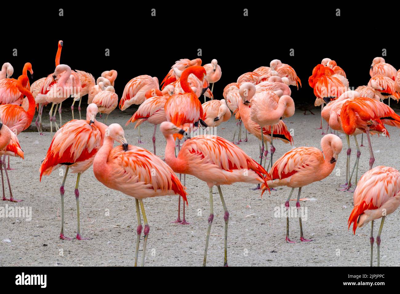 flamingo, flamingos, phoenicopteridae, flamingoes Stock Photo