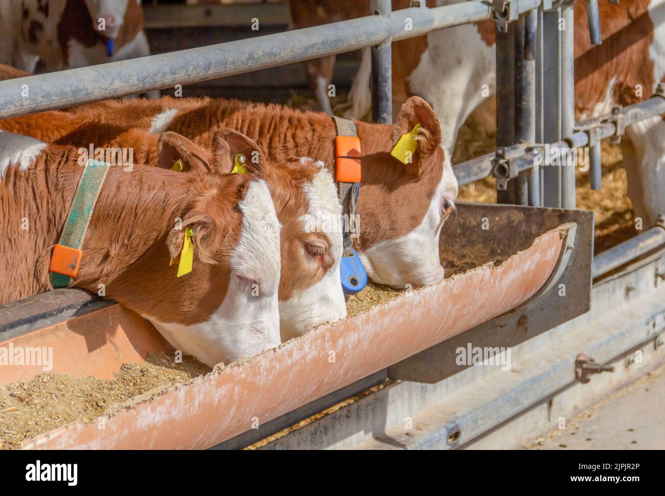 feeding, calf, cow shed, feed, feedings, calfs, calves, cowsheds Stock Photo Alamy