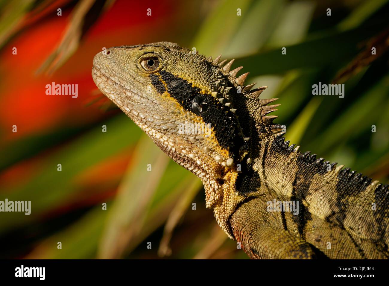 Australian water dragon (Intellagama lesueurii) an australian lizard, a big one in the Brisbane botanical gardens. Big reptile with colorful backgroun Stock Photo