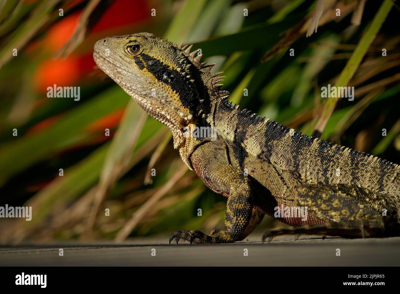 Australian water dragon (Intellagama lesueurii) an australian lizard, a big one in the Brisbane botanical gardens. Big reptile with colorful backgroun Stock Photo