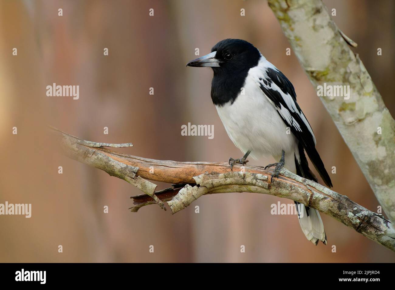 Pied Butcherbird (Cracticus nigrogularis) a colorful black and white bird of Australia. Common in Queensland, perches on a branch and hunts prey on th Stock Photo