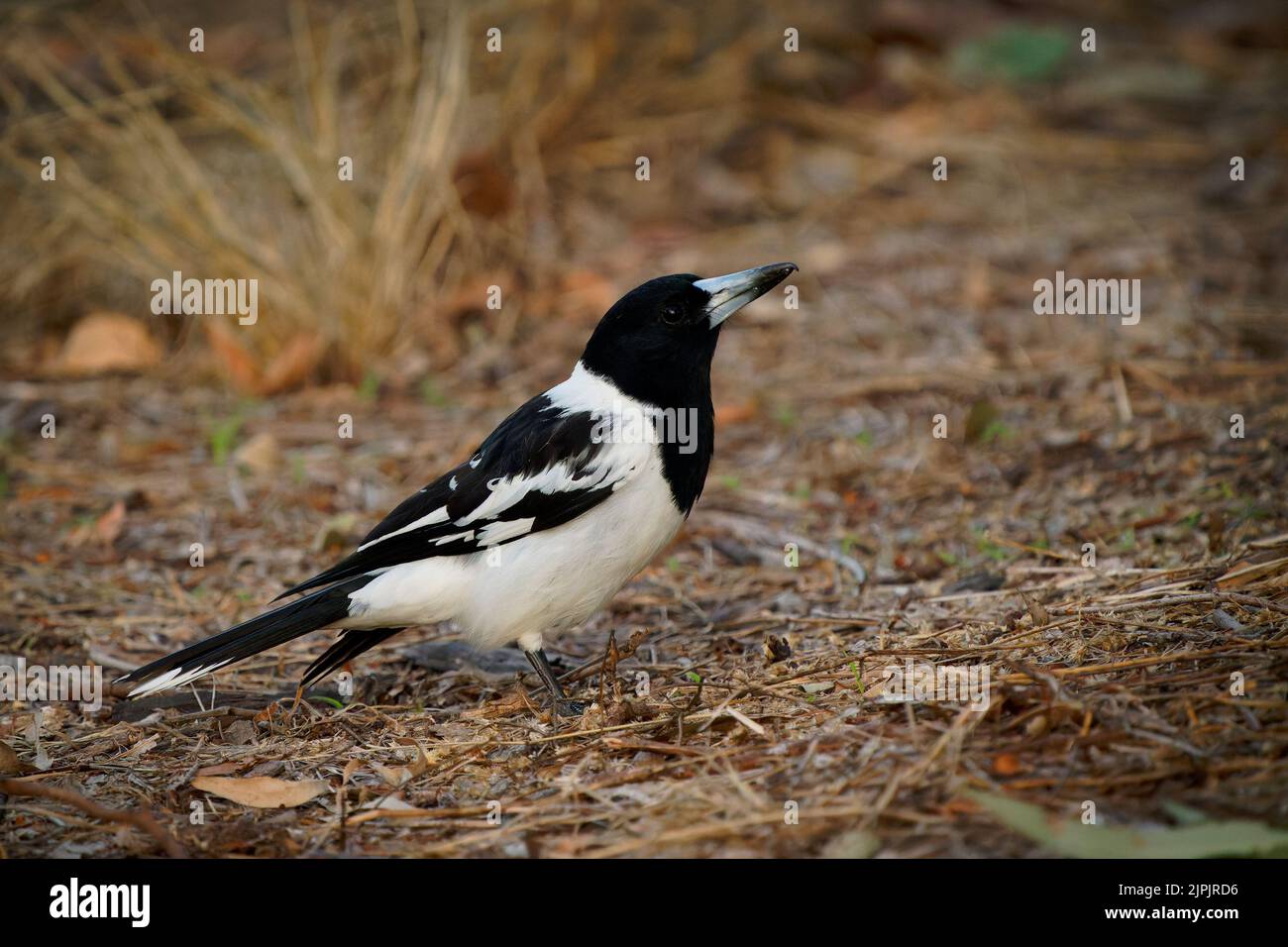 Pied Butcherbird (Cracticus nigrogularis) a colorful black and white bird of Australia. Common in Queensland, perches on a branch and hunts prey on th Stock Photo