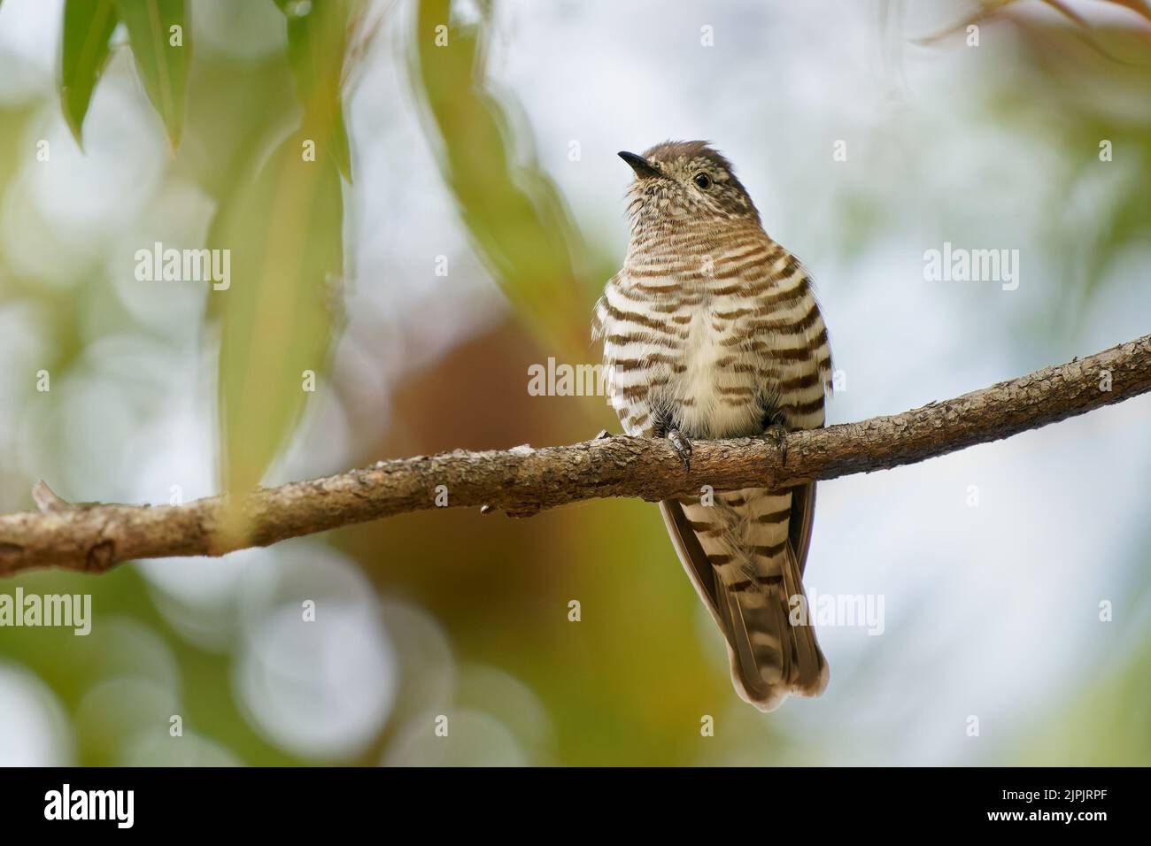 Shining bronzecuckoo (Chrysococcyx lucidus) a beautiful tiny cuckoo