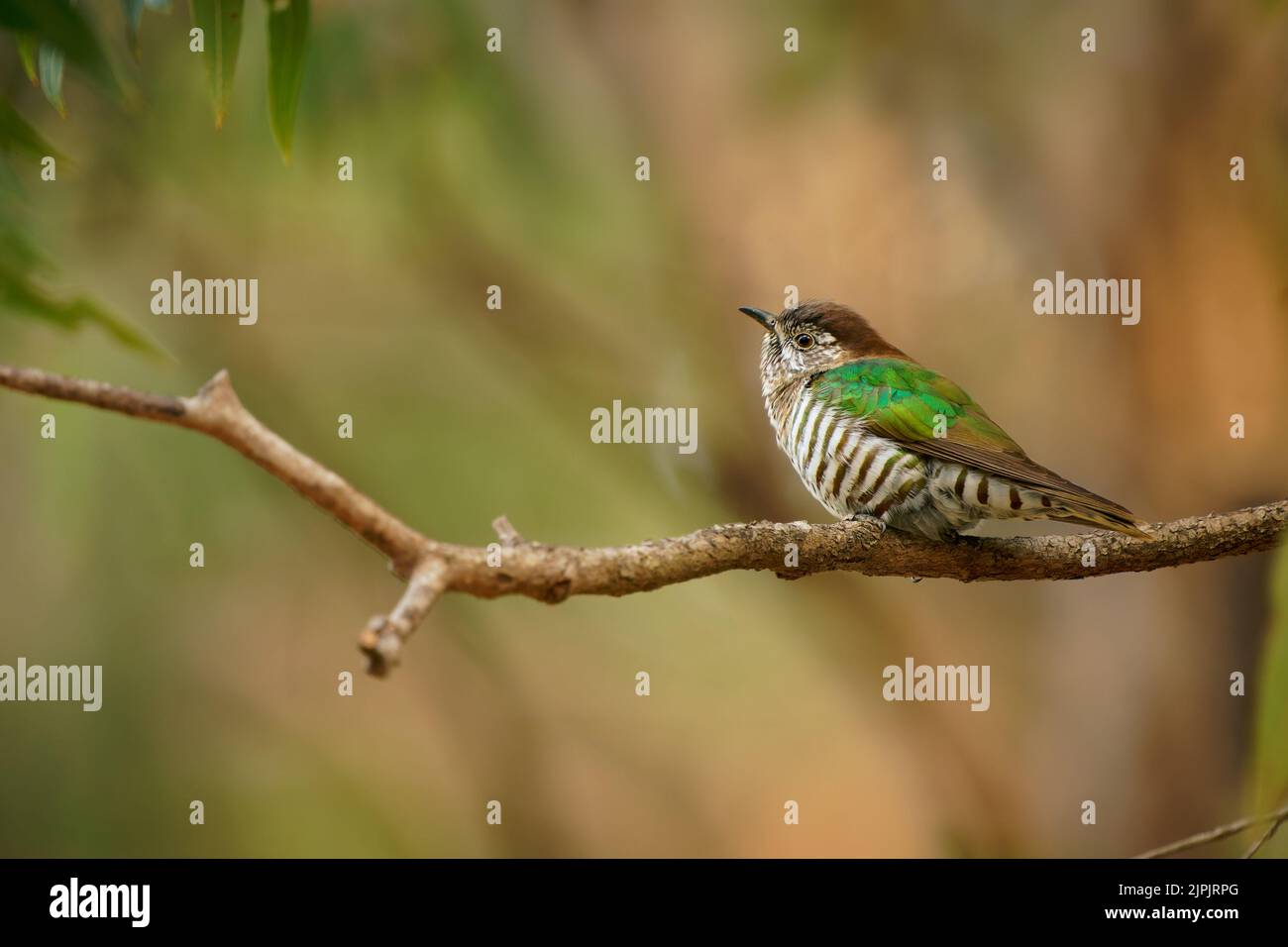 Shining bronzecuckoo (Chrysococcyx lucidus) a beautiful tiny cuckoo bird with colorful green