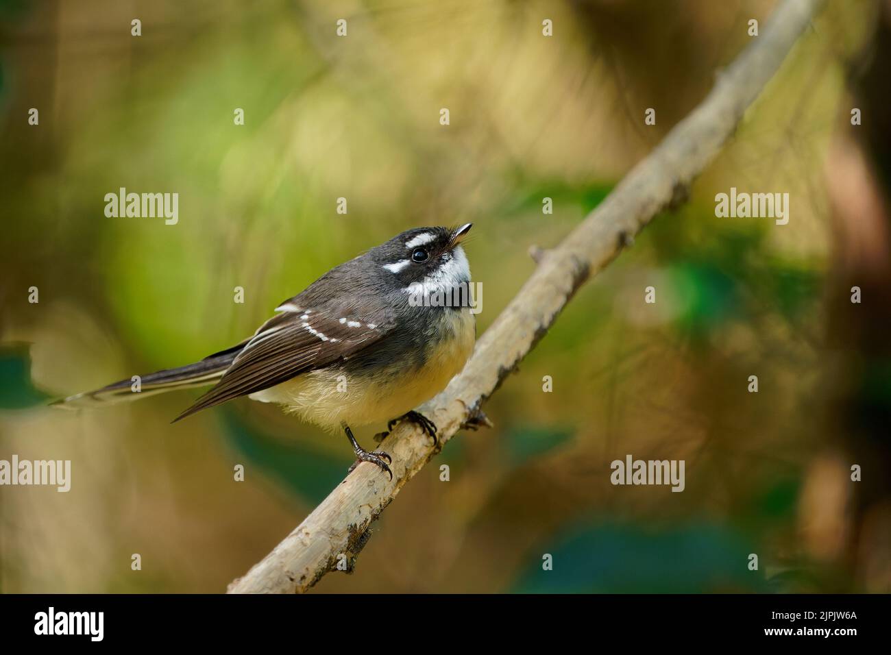 Grey fantail (Rhipidura albiscapa) a small active australian bird