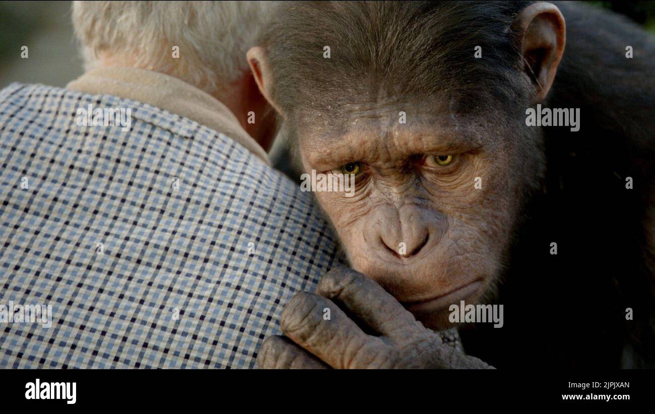 APE, RISE OF THE PLANET OF THE APES, 2011 Stock Photo