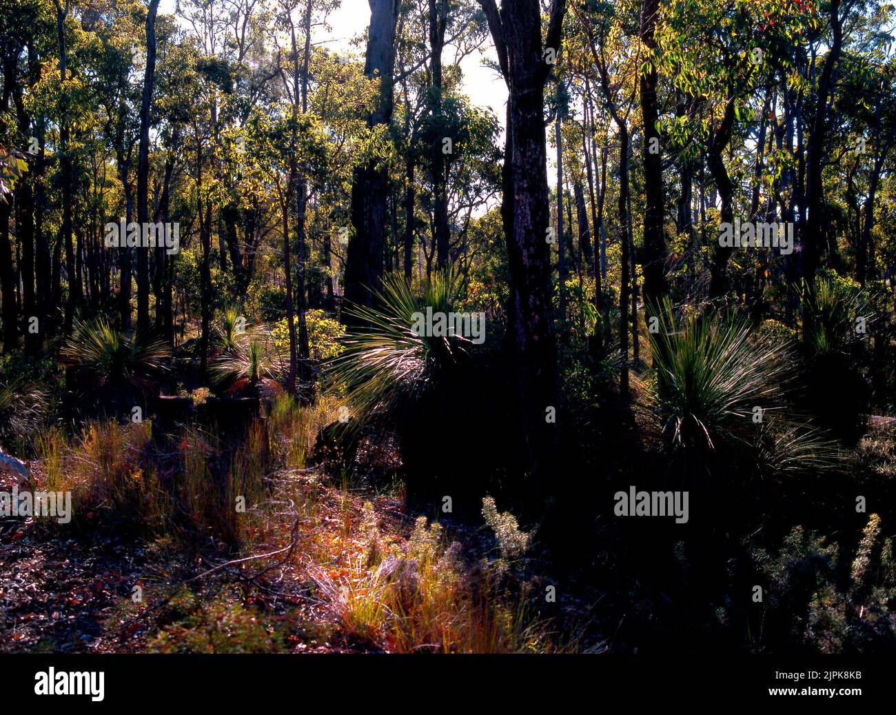 Eucalyptus bush, Southwestern Australia Stock Photo