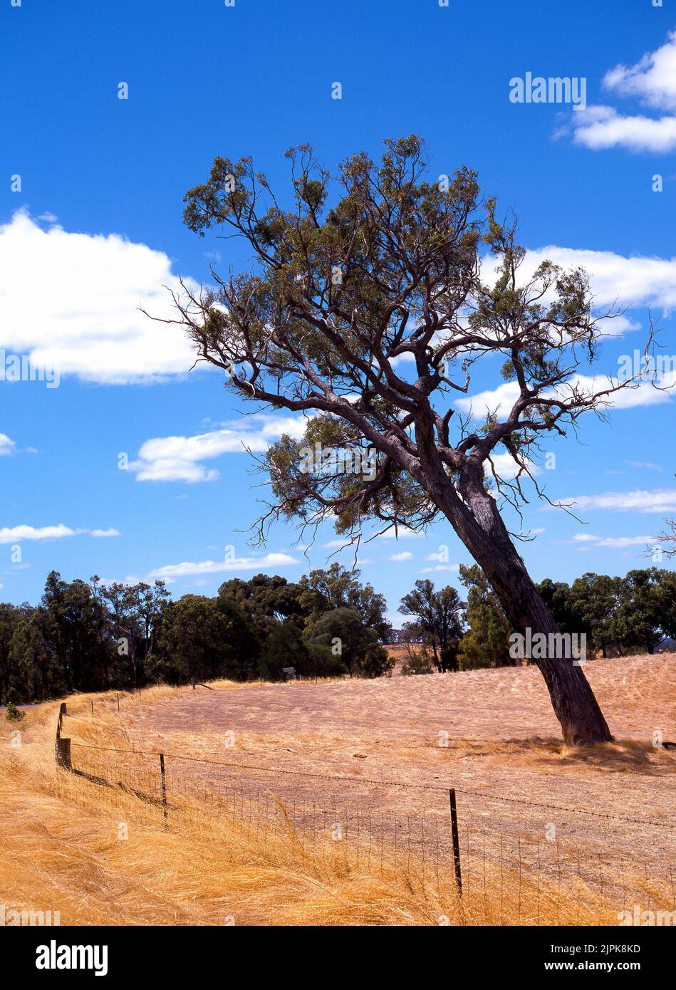 Eucalyptus Tree on Australian Farmland, southwest Australia, Stock Photo